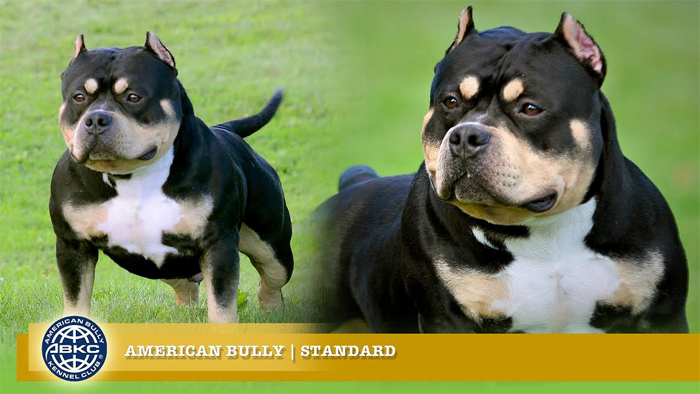 Abkc american bully sales standard